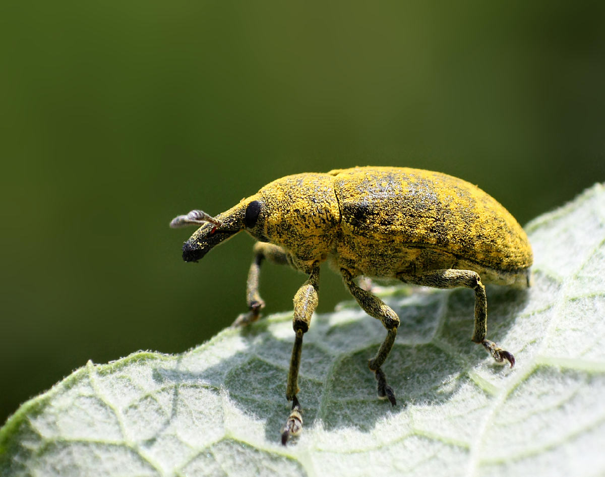 Larinus scolymi